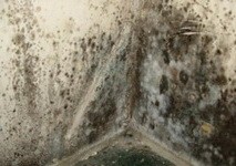Как защитить бетон или цемент от плесени